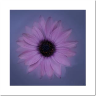 Shabby-chic African Daisy Flower Posters and Art